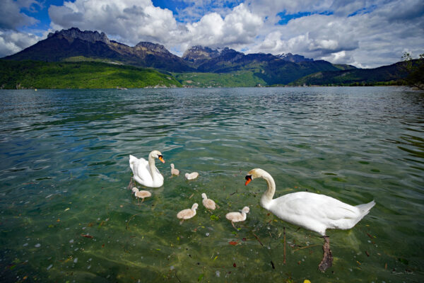 La famille cygne à table, Bastien Morel