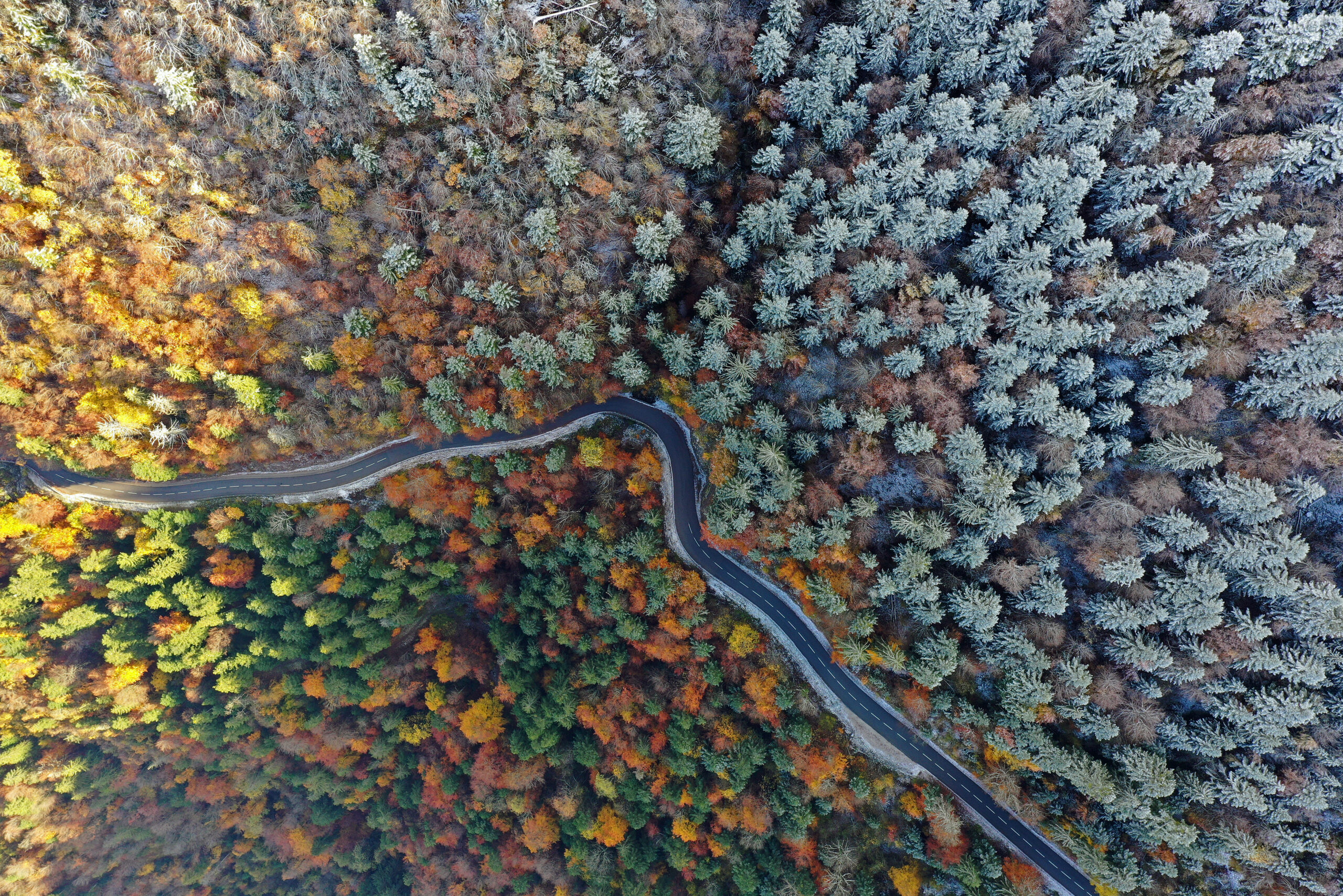 forêt de sapins entre automne et hiver autour du Lac d'Annecy